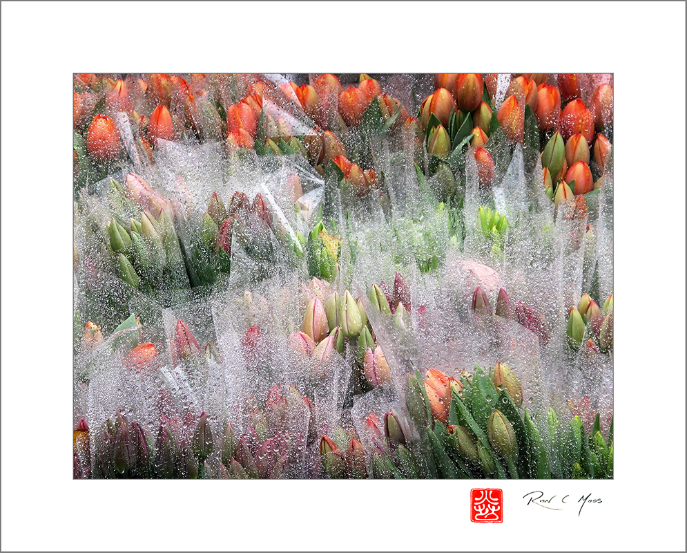 Spring AHS Haiga Kukai:&nbsp;Seasonal