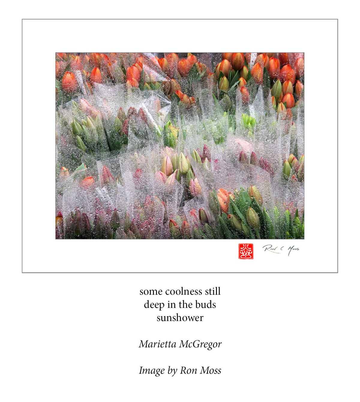 Winner of Spring AHS Haiga Kukai:&nbsp;Seasonal