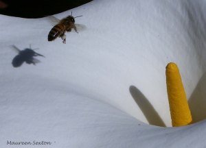 Bee on flower