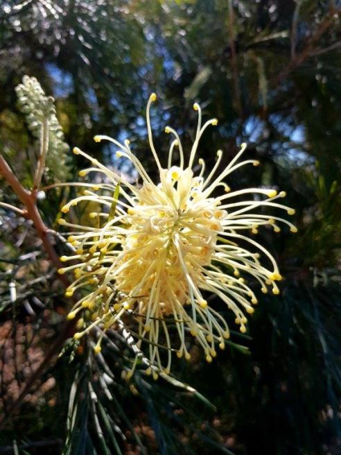 Cream Grevillea_JBNPR