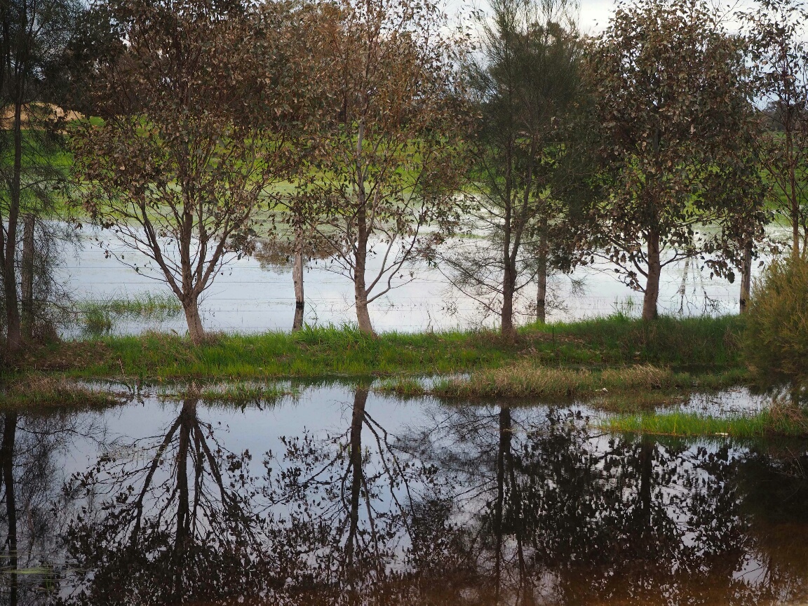 ginko 26 june 2019_resized_1