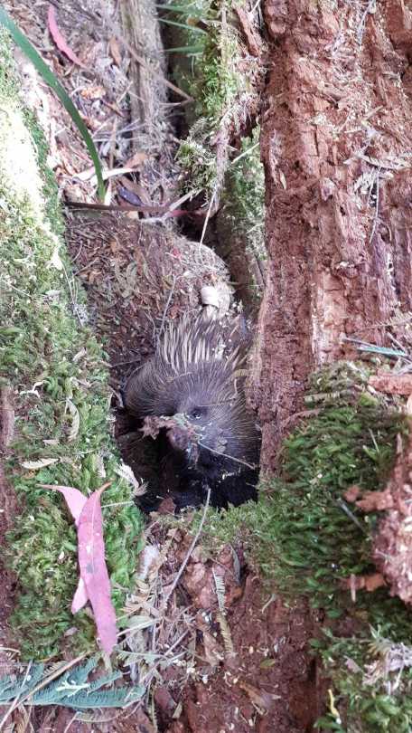 foraging echidna