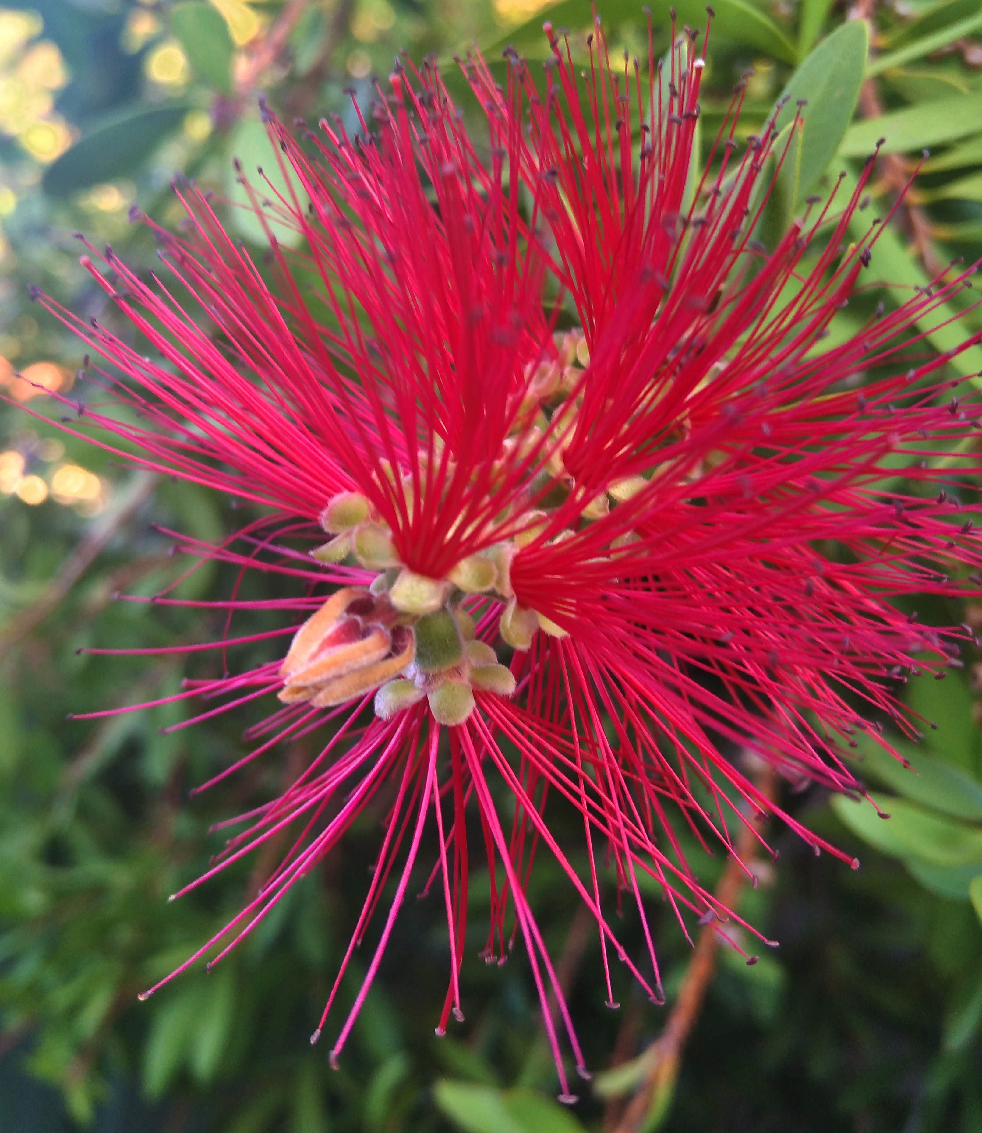 Callistemon Citrinus Endeavour 2