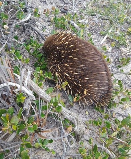 Tassie Dune dweller
