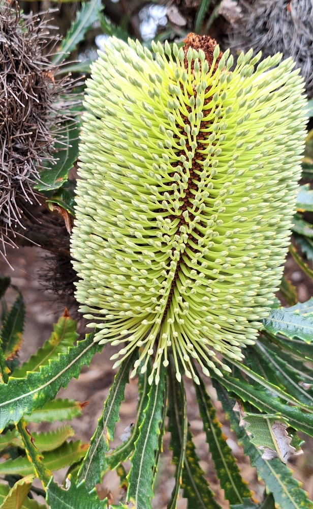 Banksia serrata flowering detail