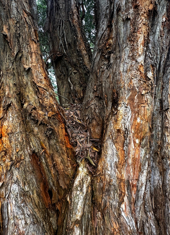Paperbark detail