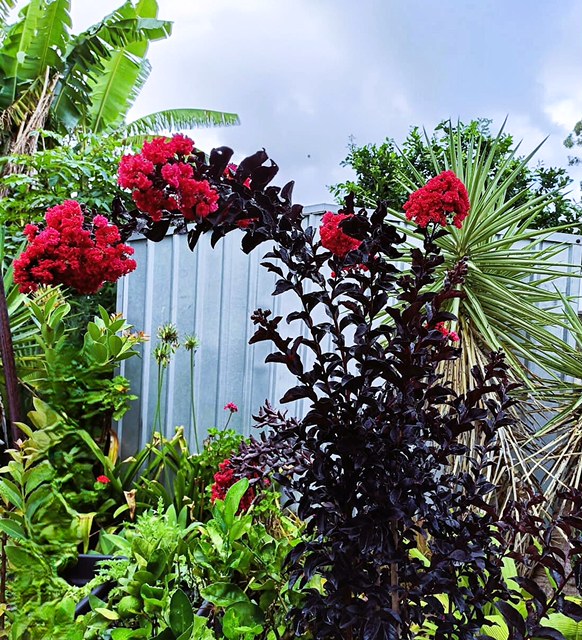 Photo of crepe myrtle in flower