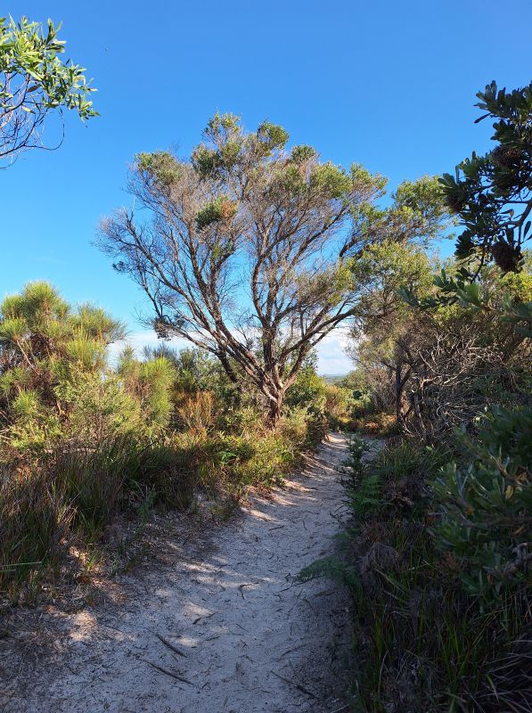 Photo of sandy bush track under a blue sky