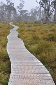 Photo of boardwalk through grass tufts leading into misty gum trees